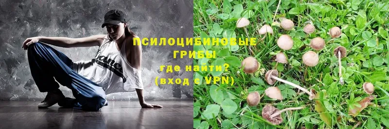 магазин    Боровичи  Галлюциногенные грибы Psilocybe 