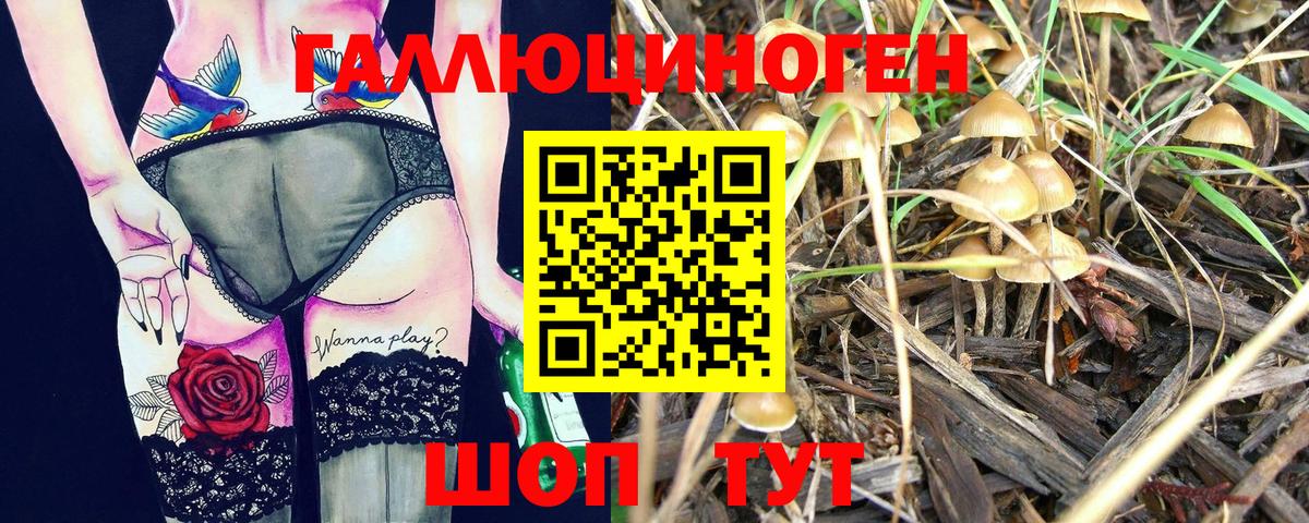 Псилоцибиновые грибы Psilocybine cubensis Боровичи